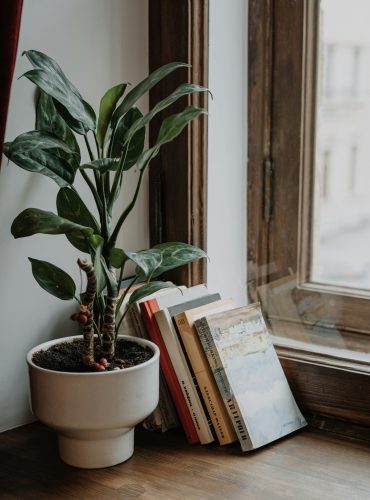 A serene windowsill featuring a potted plant and neatly arranged books, creating a cozy indoor vibe.